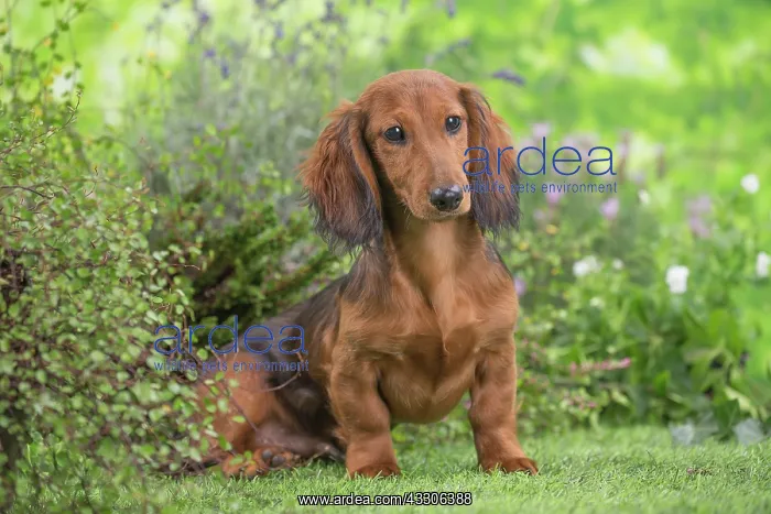 : 80202125 Dog - Long Haired Dachshund puppies Jean-Michel : 80202125 Dog - Long Haired Dachshund puppies Jean-Michel