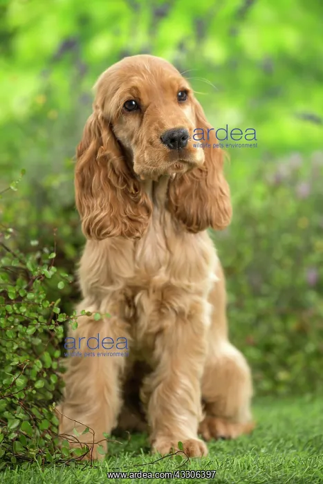 : 80202126 Dog - Cocker Spaniel puppy Jean-Michel : 80202126 Dog - Cocker Spaniel puppy Jean-Michel