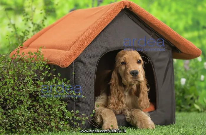  : 80202127 Dog - Cocker Spaniel puppy Jean-Michel