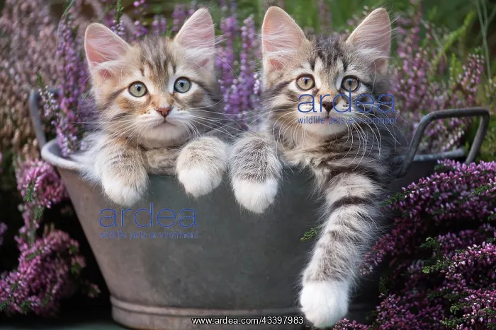 : 80202134 Cat - Siberian kittens Jean-Michel Labat : 80202134 Cat - Siberian kittens Jean-Michel Labat