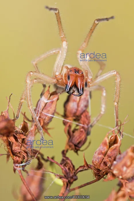  : 80202174 Yellow Sac Spider - adult female in threatening
