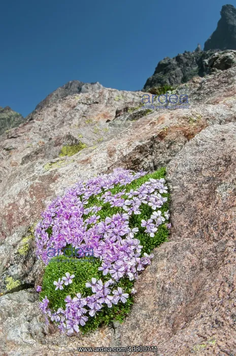: 80202176 Moss Campion / Cushion Pink - growing in : 80202176 Moss Campion / Cushion Pink - growing in