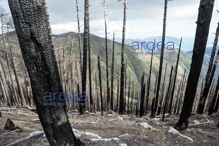 : 80202177 Burnt Trees - after devastating forest : 80202177 Burnt Trees - after devastating forest