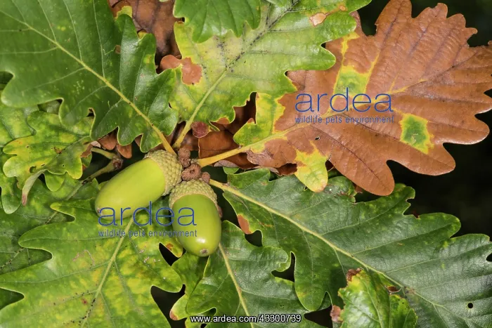 : 80202178 Oak Tree - foliage and acorns Quercus : 80202178 Oak Tree - foliage and acorns Quercus