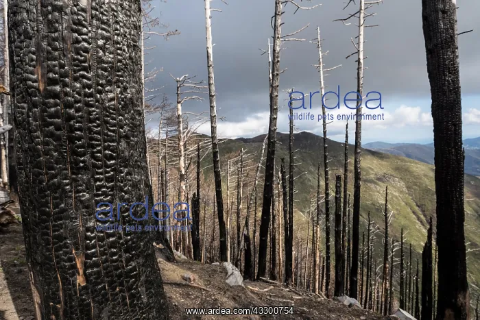  : 80202179 Burnt Trees - after devastating forest