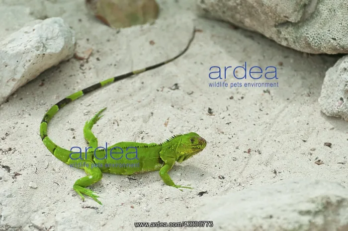 : 80202180 Green Iguana - in sandy habitat Iguana : 80202180 Green Iguana - in sandy habitat Iguana