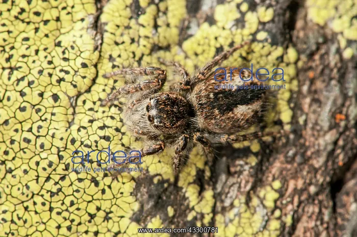 : 80202181 Jumping Spider - adult female - walking : 80202181 Jumping Spider - adult female - walking