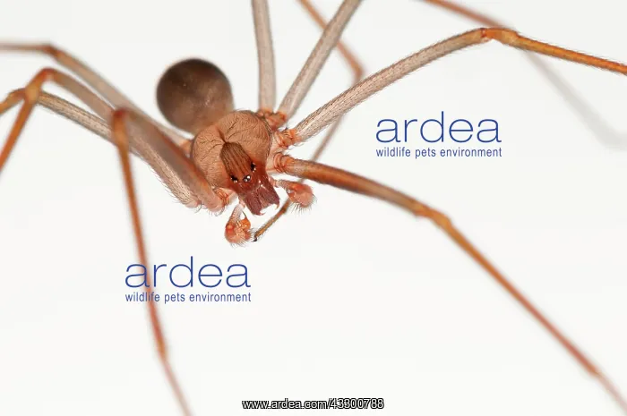 : 80202182 Mediterranean Recluse Spider - close-up : 80202182 Mediterranean Recluse Spider - close-up