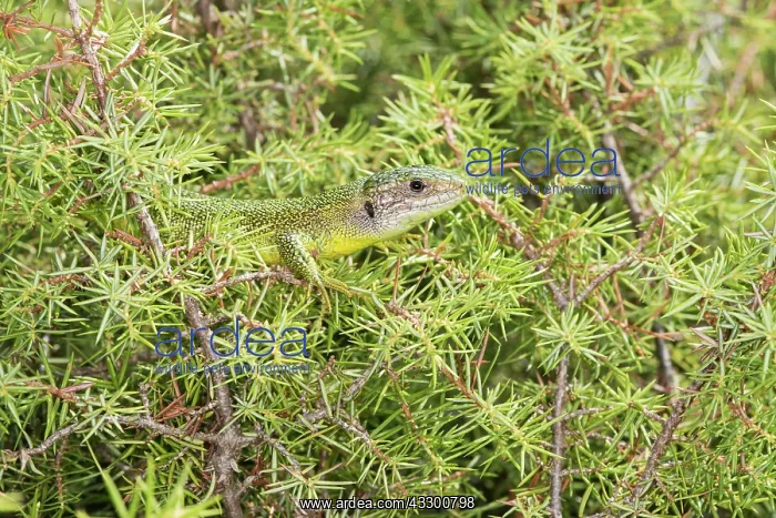 : 80202183 Western Green Lizard - subadult male basking : 80202183 Western Green Lizard - subadult male basking