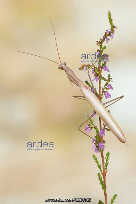 : 80202185 Praying Mantis - adult male on bush (Erica : 80202185 Praying Mantis - adult male on bush (Erica