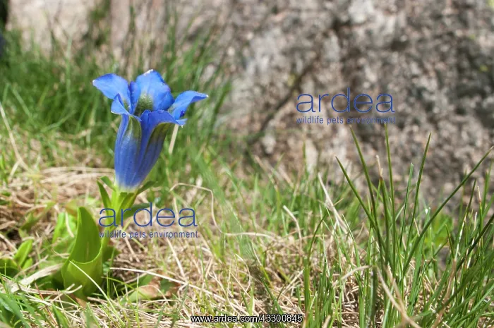 : 80202186 Stemless Gentian - growing in mountain : 80202186 Stemless Gentian - growing in mountain
