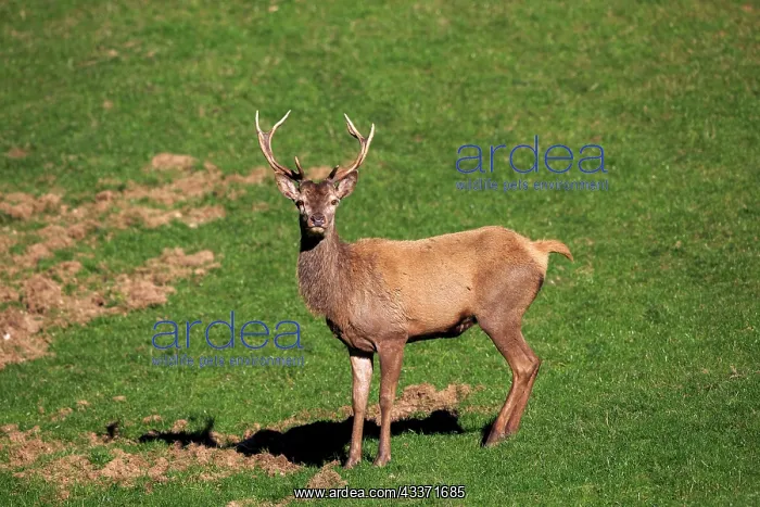 : 80202244 Red Deer - young deer Haute Saone private : 80202244 Red Deer - young deer Haute Saone private