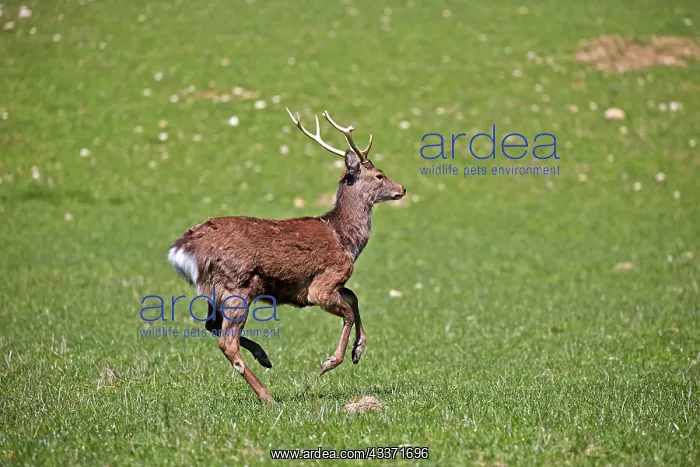 : 80202245 Sika Deer - stag Haute Saone private park : 80202245 Sika Deer - stag Haute Saone private park