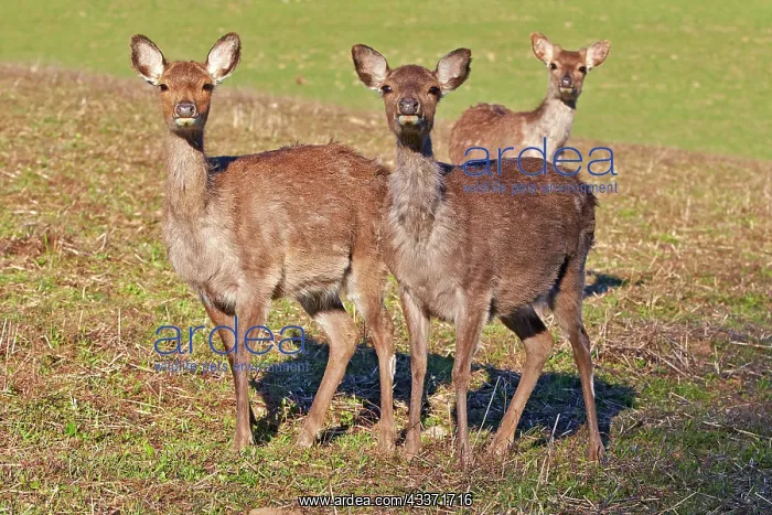 : 80202247 Sika Deer - females Haute Saone private : 80202247 Sika Deer - females Haute Saone private