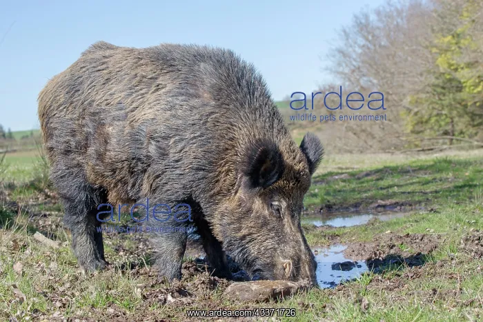 : 80202248 Wild Boar - male Haute Saone private park : 80202248 Wild Boar - male Haute Saone private park