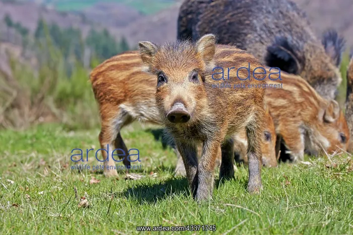 : 80202249 Wild Boar - piglets Haute Saone private : 80202249 Wild Boar - piglets Haute Saone private