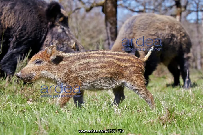 : 80202250 Wild Boar - piglets Haute Saone private : 80202250 Wild Boar - piglets Haute Saone private