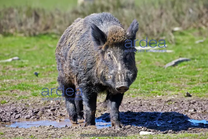 : 80202251 Wild Boar - male Haute Saone private park : 80202251 Wild Boar - male Haute Saone private park