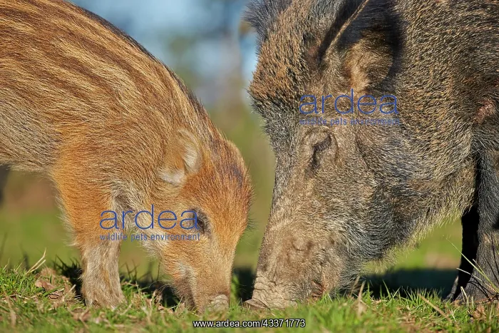 : 80202252 Wild Boar - sow and piglet Haute Saone : 80202252 Wild Boar - sow and piglet Haute Saone