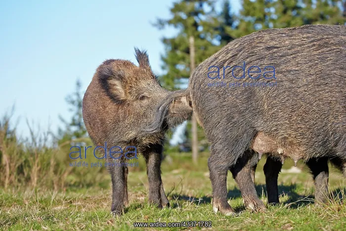 : 80202253 Wild Boar - male Haute Saone private park : 80202253 Wild Boar - male Haute Saone private park
