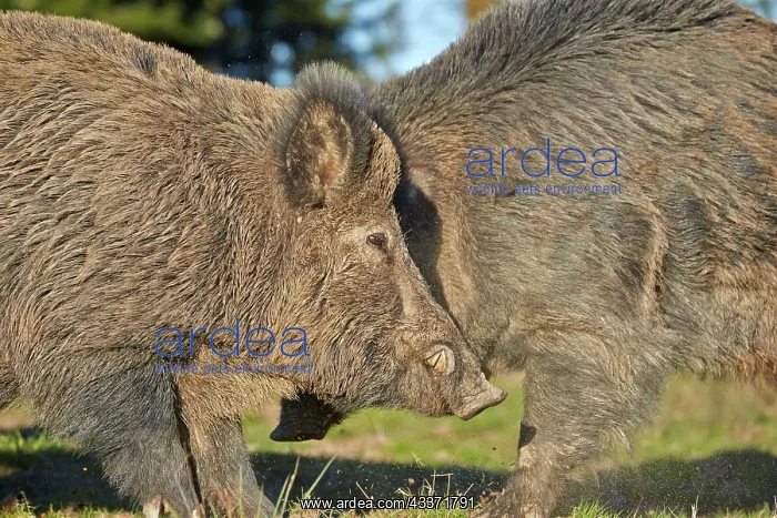 : 80202254 Wild Boar - male Haute Saone private park : 80202254 Wild Boar - male Haute Saone private park