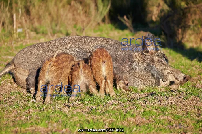 : 80202255 Wild Boar - sow / female nursing piglets : 80202255 Wild Boar - sow / female nursing piglets
