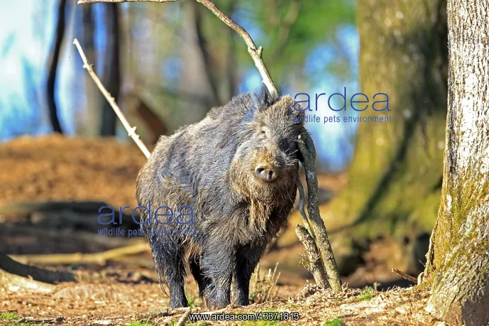 : 80202256 Wild Boar - male marking territory by rubbing : 80202256 Wild Boar - male marking territory by rubbing