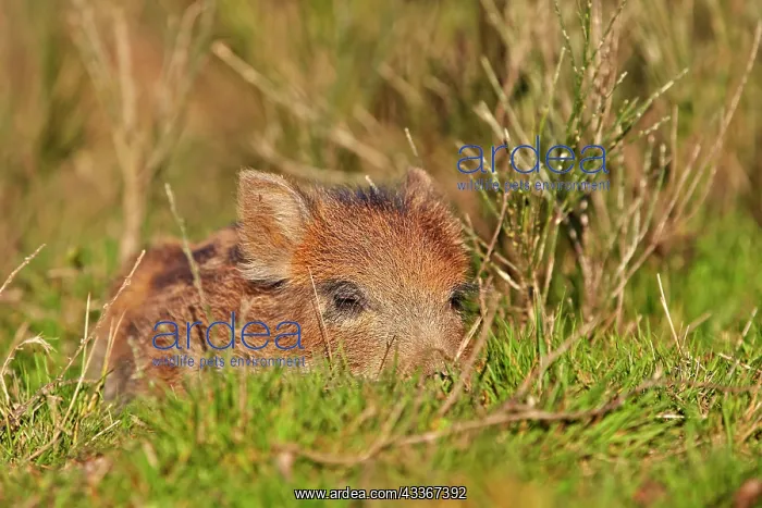 : 80202258 Wild Boar - piglet Haute Saone private : 80202258 Wild Boar - piglet Haute Saone private