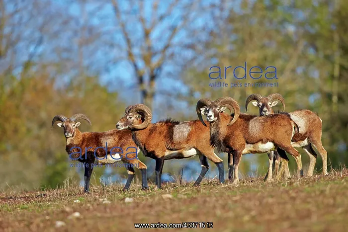  : 80202260 Mouflon Rams - adult males Haute Saone