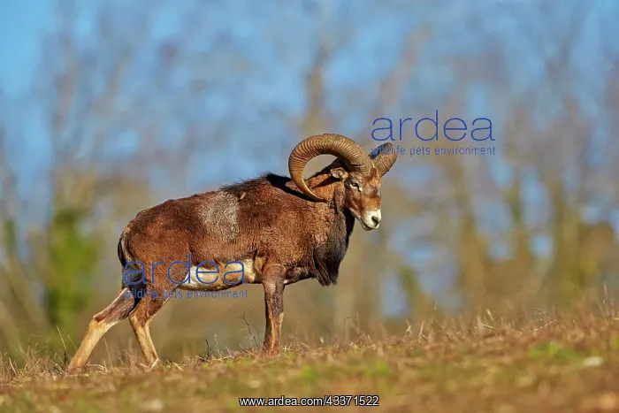 : 80202261 Mouflon Rams - adult male Haute Saone private : 80202261 Mouflon Rams - adult male Haute Saone private