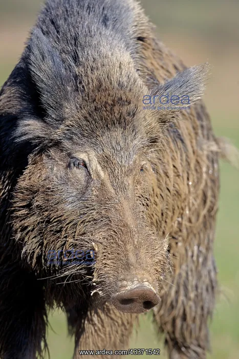 : 80202263 Wild Boar - male Haute Saone private park : 80202263 Wild Boar - male Haute Saone private park