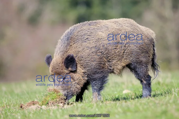 : 80202264 Wild Boar - male looking for worms Haute : 80202264 Wild Boar - male looking for worms Haute
