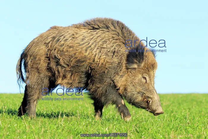 : 80202265 Wild Boar - male Haute Saone private park : 80202265 Wild Boar - male Haute Saone private park