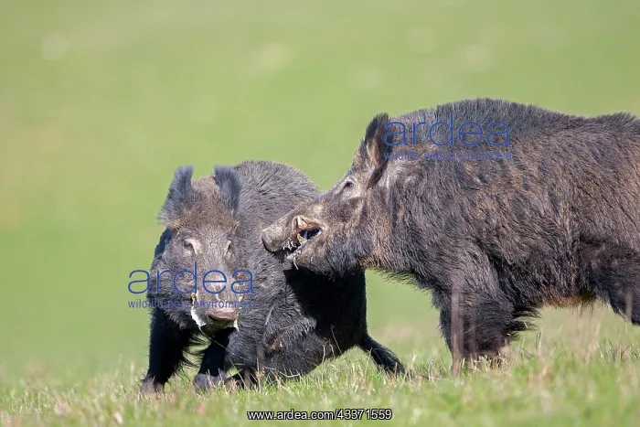 : 80202266 Wild Boar - males fighting Haute Saone : 80202266 Wild Boar - males fighting Haute Saone