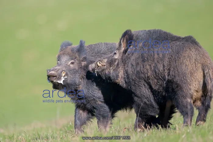 : 80202267 Wild Boar - males fighting Haute Saone : 80202267 Wild Boar - males fighting Haute Saone