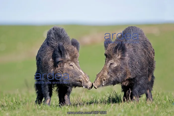 : 80202268 Wild Boar - males fighting Haute Saone : 80202268 Wild Boar - males fighting Haute Saone