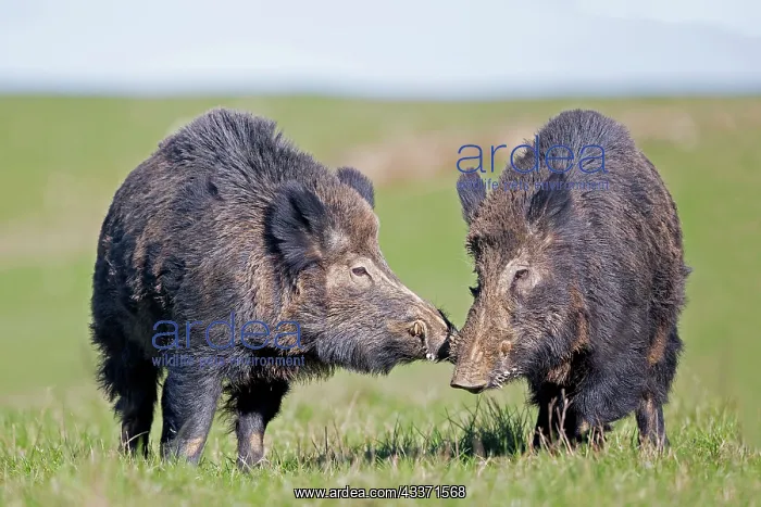 : 80202269 Wild Boar - males fighting Haute Saone : 80202269 Wild Boar - males fighting Haute Saone