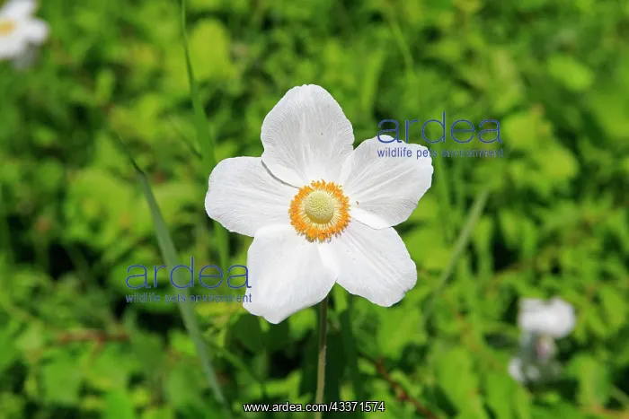 : 80202271 Snowdrop Anemone Bas Rhin, Rosenwiller : 80202271 Snowdrop Anemone Bas Rhin, Rosenwiller