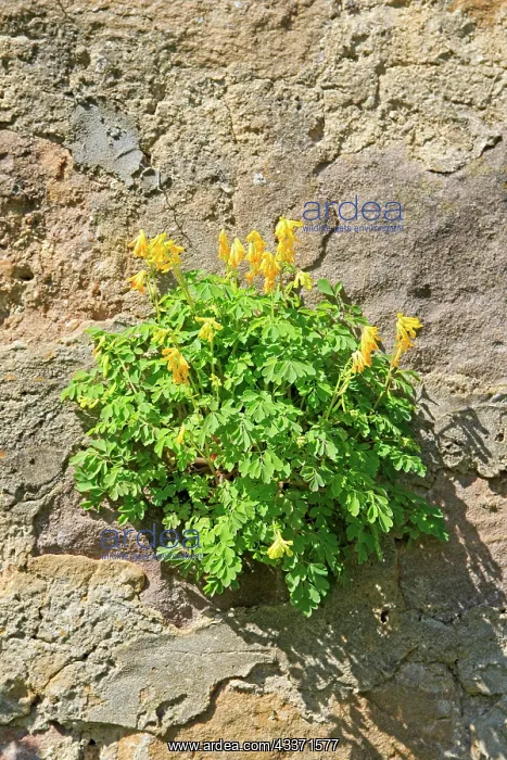 : 80202272 Yellow Corydalis Lobsann, Marienbronn : 80202272 Yellow Corydalis Lobsann, Marienbronn
