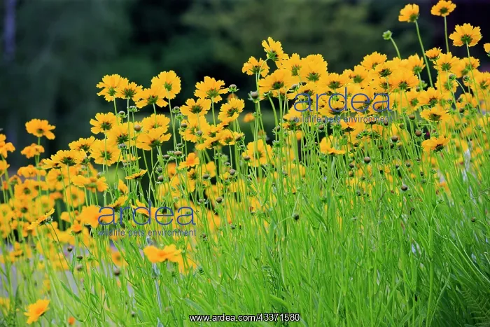 : 80202273 Calliopsis / Tickseed Lobsann, Marienbronn : 80202273 Calliopsis / Tickseed Lobsann, Marienbronn