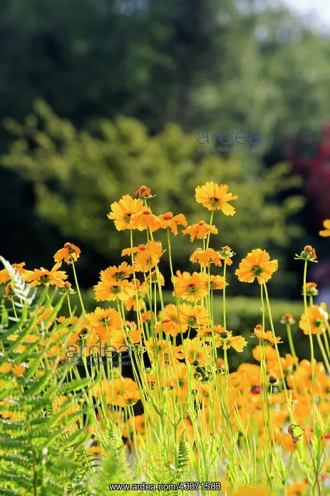 : 80202274 Calliopsis / Tickseed Lobsann, Marienbronn : 80202274 Calliopsis / Tickseed Lobsann, Marienbronn