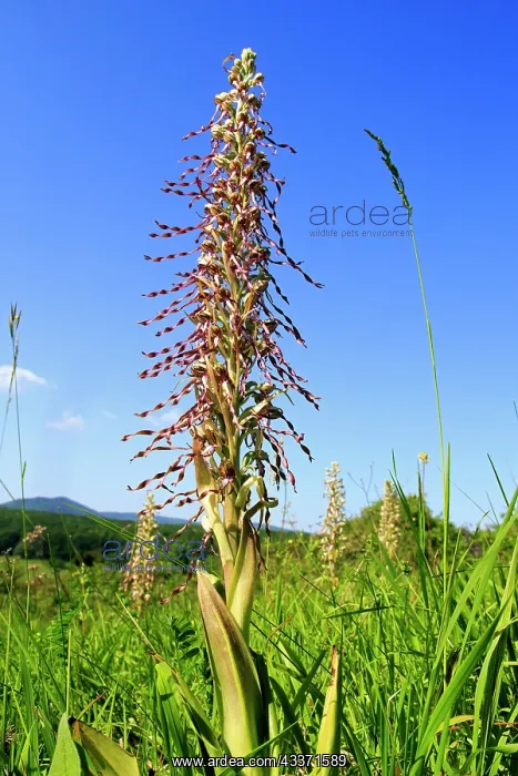 : 80202276 Lizard Orchid Bas Rhin, Rosenwiller, Alsace : 80202276 Lizard Orchid Bas Rhin, Rosenwiller, Alsace