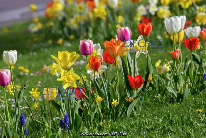 : 80202278 Rush Daffodil - and Tulips Bas Rhin, France : 80202278 Rush Daffodil - and Tulips Bas Rhin, France