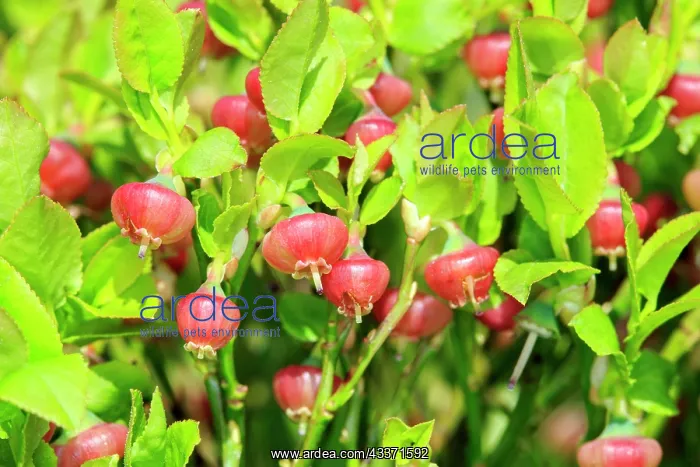 : 80202279 European Blueberry Flowers Bas Rhin, Le : 80202279 European Blueberry Flowers Bas Rhin, Le