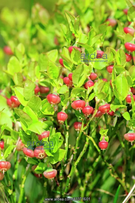 : 80202280 European Blueberry Flowers Bas Rhin, Le : 80202280 European Blueberry Flowers Bas Rhin, Le