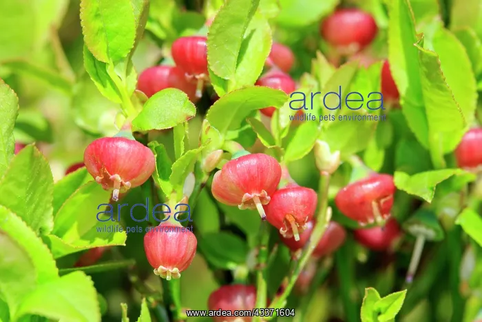 : 80202281 European Blueberry Flowers Bas Rhin, Le : 80202281 European Blueberry Flowers Bas Rhin, Le