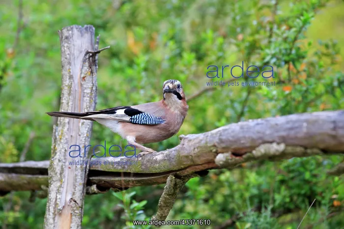 : 80202282 Eurasian Jay Lleida Province, Montsonis : 80202282 Eurasian Jay Lleida Province, Montsonis