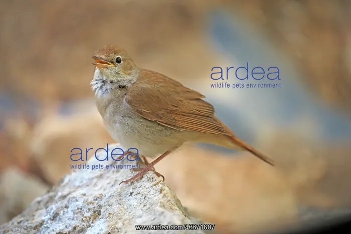 : 80202283 Nightingale - singing Lleida Province : 80202283 Nightingale - singing Lleida Province