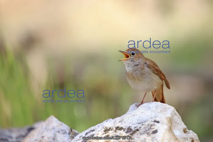 : 80202284 Nightingale - singing Lleida Province : 80202284 Nightingale - singing Lleida Province