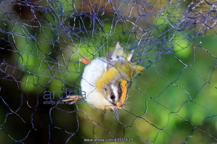 : 80202286 Common Firecrest - caught in ringing net : 80202286 Common Firecrest - caught in ringing net